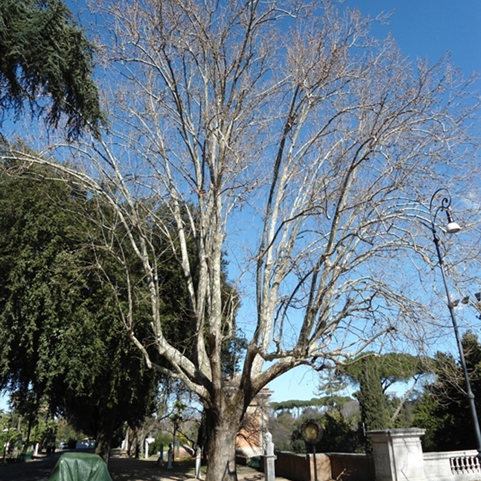 mantenimiento_poda_arboles_urbanos