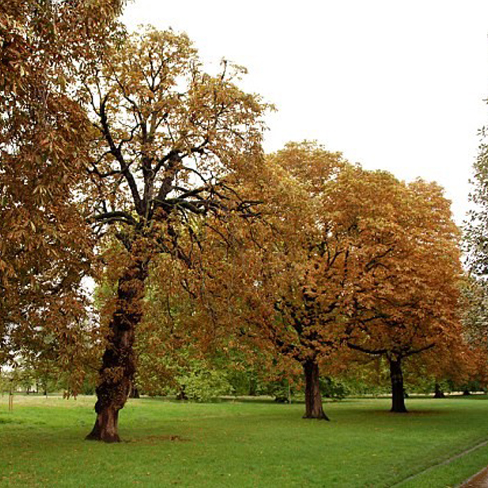 plagas_enfermedades_arbolado_urbano